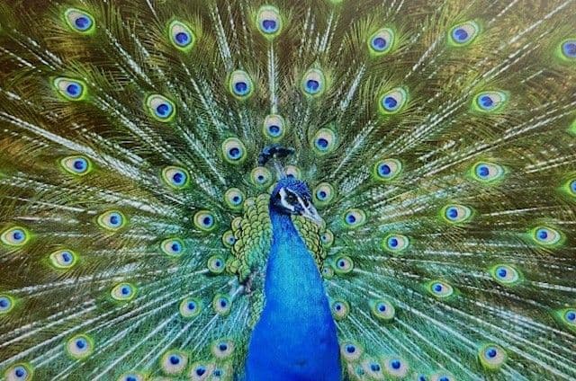 Peacock Project officially launched!